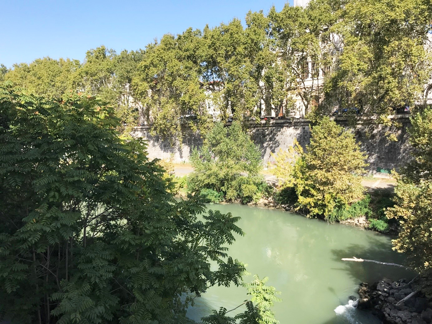 Bild av floden Tibern sedd från bron Ponte Cestio, mot Isola Tiberina i Rom. Vatten, lummig vegetation, träd och buskar.